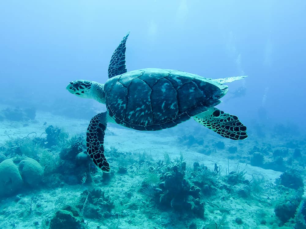 Sea turtle